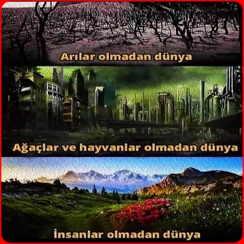 ARILAR OLMADAN DÜNYA